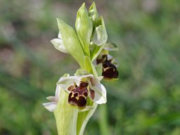 Ophrys_umbilicata_Nord_de_Lardos
